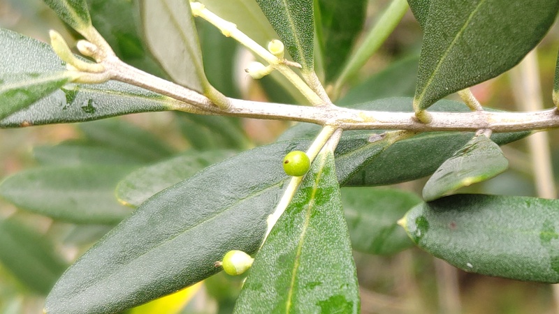 オリーブの果実 東京都大田区平和島公園