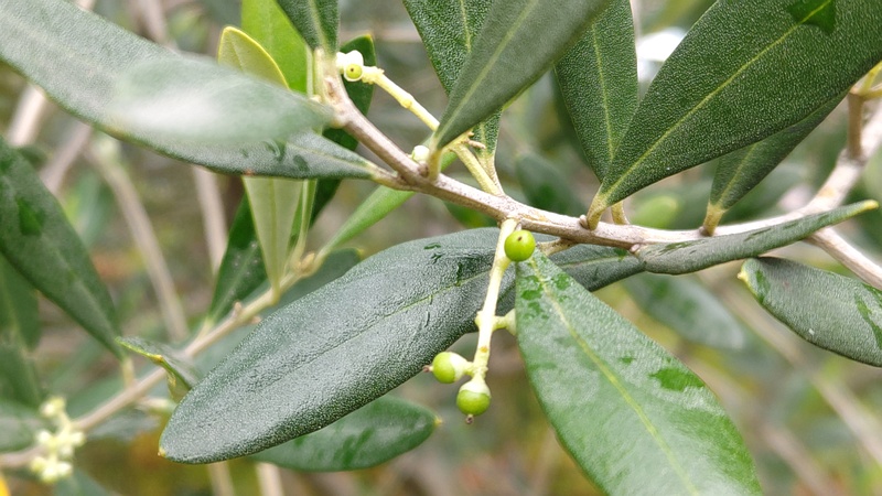 オリーブの果実 東京都大田区平和島公園