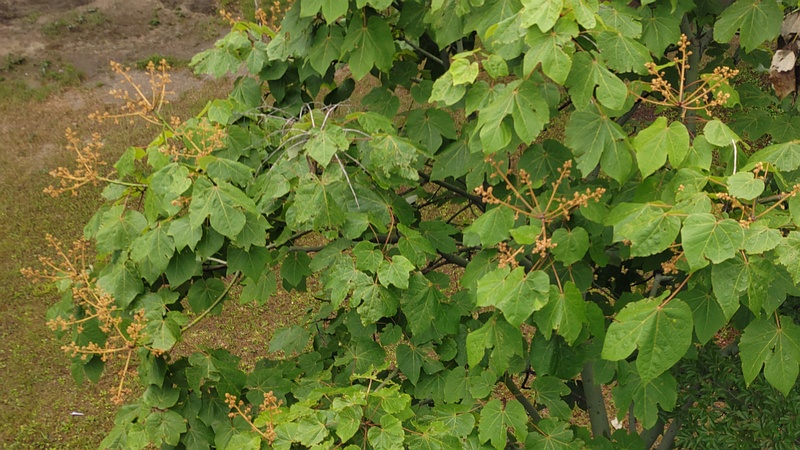 アオギリの蕾 東京都大田区平和島公園