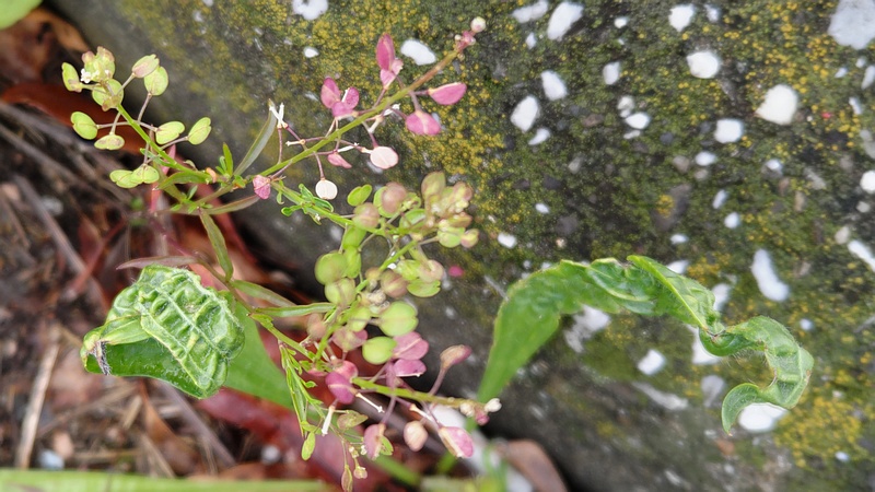 マメグンバイナズナの花 東京都大田区大和大橋
