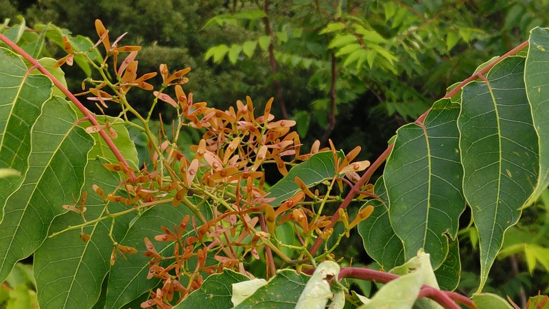 ニワウルシの果実 東京都大田区平和島公園