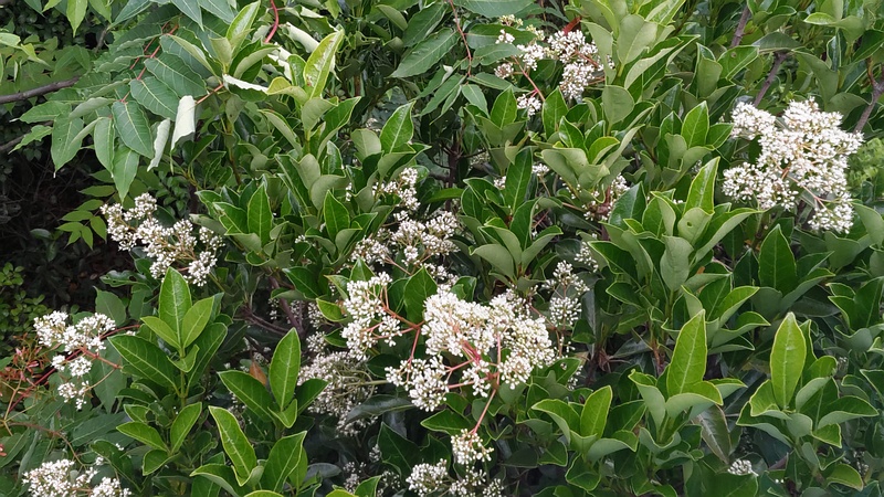 サンゴジュの花 東京都大田区平和島公園