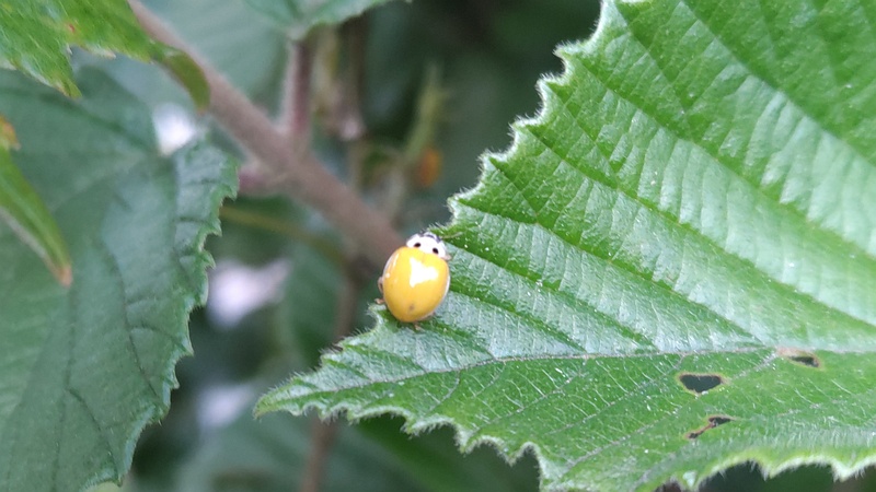 ガマズミのキイロテントウ 東京都大田区平和島公園