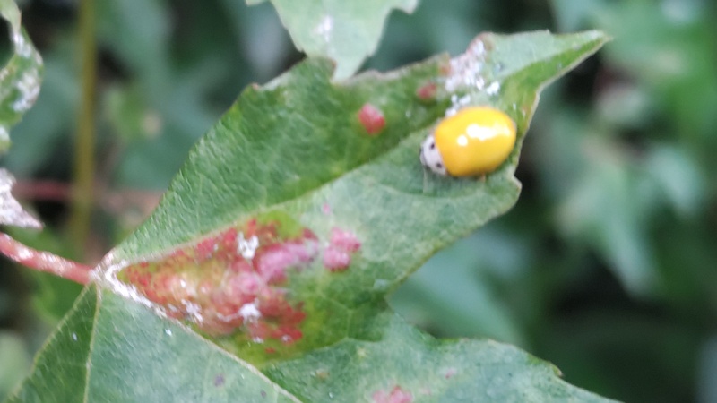 トウカエデのキイロテントウ 東京都大田区平和島公園