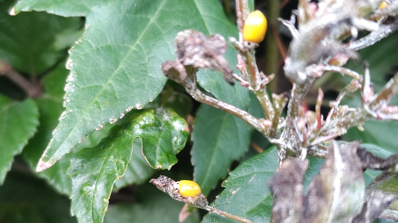 トウカエデのキイロテントウ 東京都大田区平和島公園