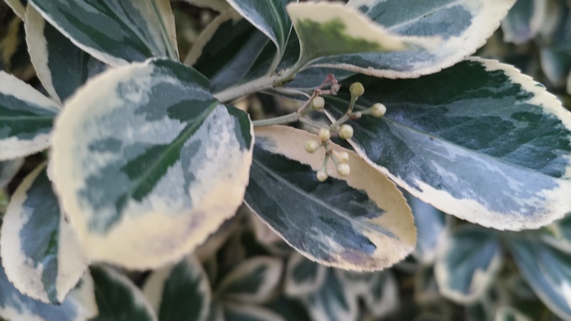 フイリマサキの蕾 東京都大田区平和島公園