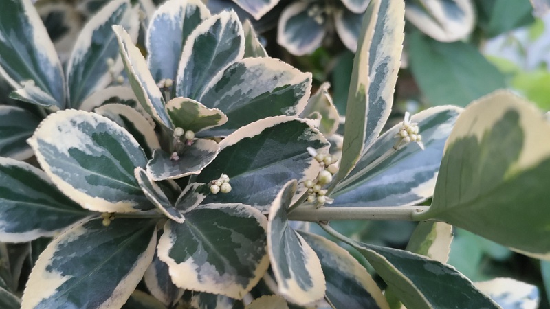 フイリマサキの蕾 東京都大田区平和島公園