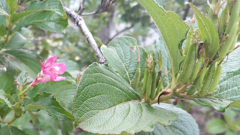 ハコネウツギの果実 東京都大田区平和島公園