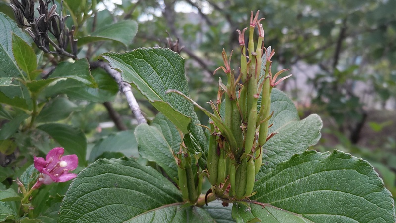 ハコネウツギの果実 東京都大田区平和島公園