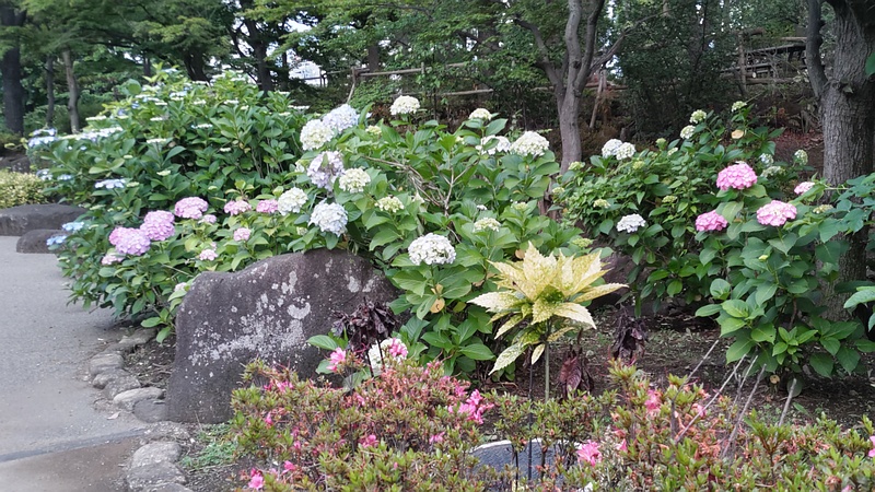 アジサイの花 東京都大田区平和島公園