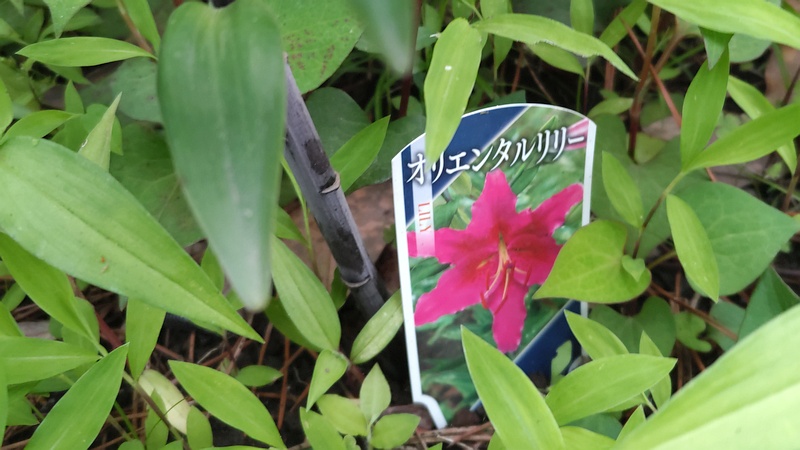 ヤマユリの花