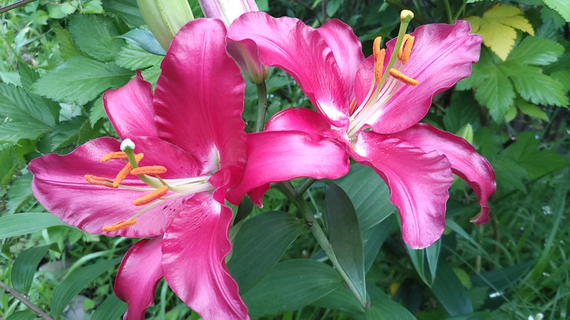 ヤマユリの花 東京都大田区平和島公園