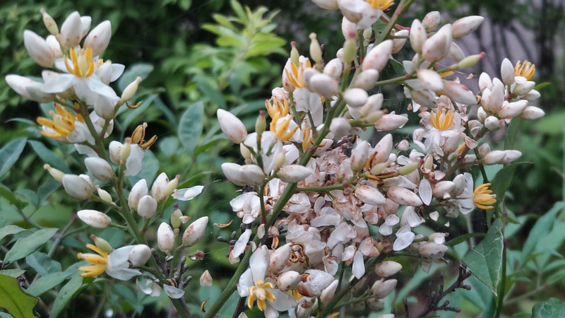 ナンテンの花 東京都大田区平和島公園