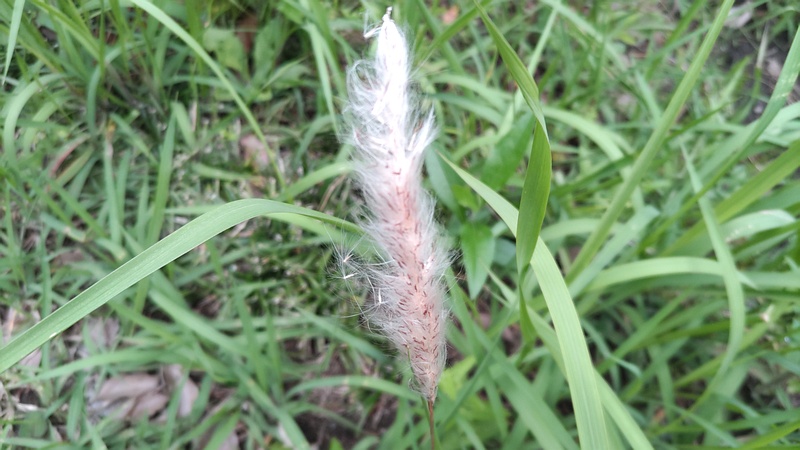 チガヤ 東京都大田区平和島公園