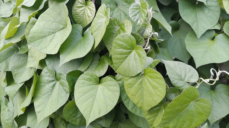 マルバルコウソウ 東京都大田区平和島公園