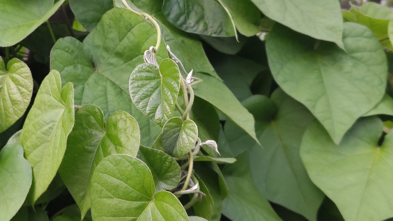 マルバルコウソウ 東京都大田区平和島公園