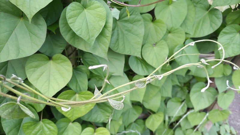 マルバルコウソウ 東京都大田区平和島公園