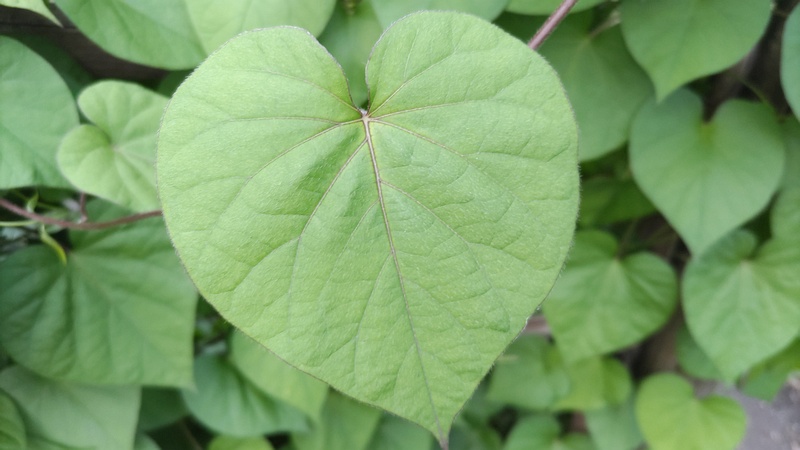 マルバルコウソウ 東京都大田区平和島公園