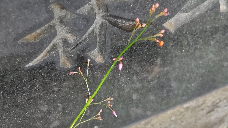 ハゼランの蕾 東京都大田区平和の森公園