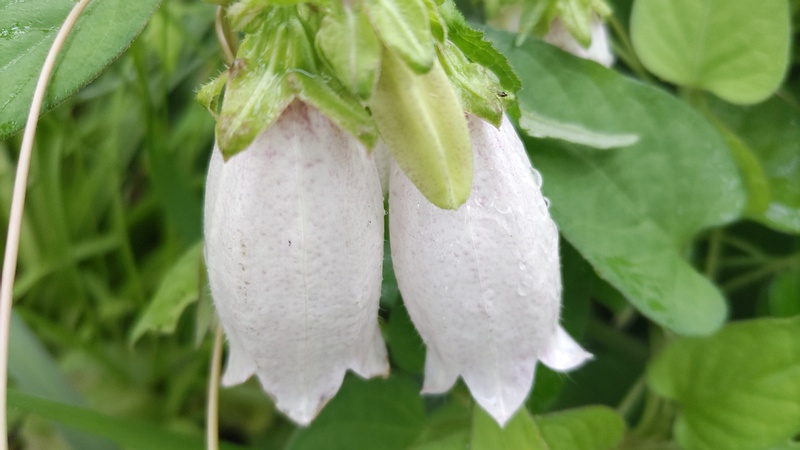 ホタルブクロの花 東京都大田区平和島公園