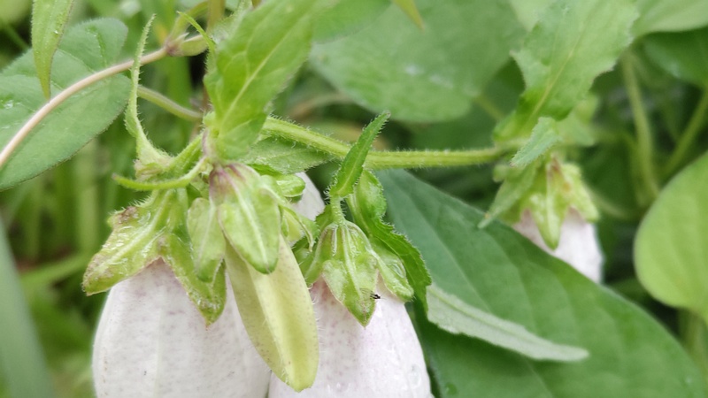 ホタルブクロの花 東京都大田区平和島公園