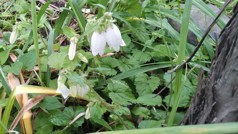 ホタルブクロの花 東京都大田区平和島公園