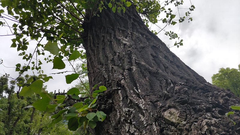 ポプラ 東京都大田区平和の森公園