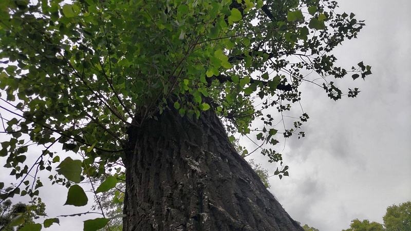 ポプラ 東京都大田区平和の森公園