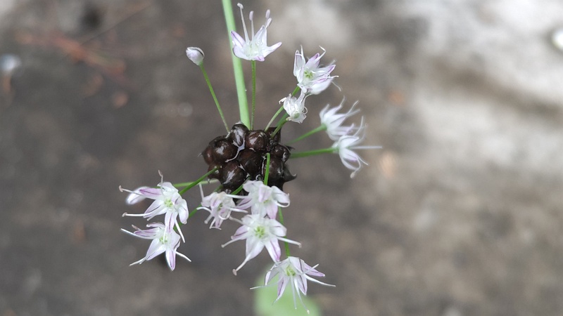 ノビルの花と珠芽 東京都大田区平和の森公園