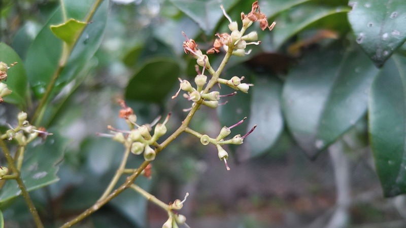 ネズミモチの花後 東京都大田区平和島公園