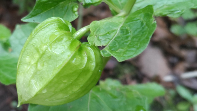 ホオズキの果実 東京都大田区平和島公園