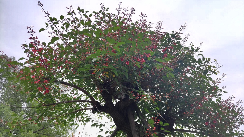 マルバデイゴの花 東京都大田区平和島公園