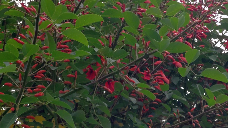 マルバデイゴの花 東京都大田区平和島公園