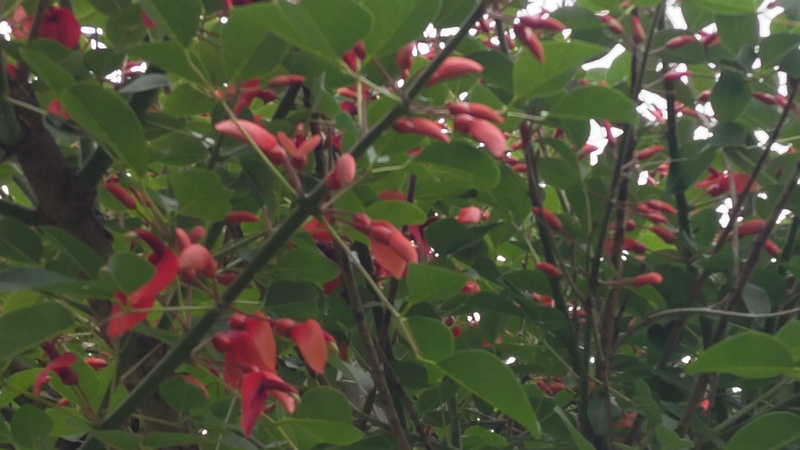 マルバデイゴの花 東京都大田区平和島公園