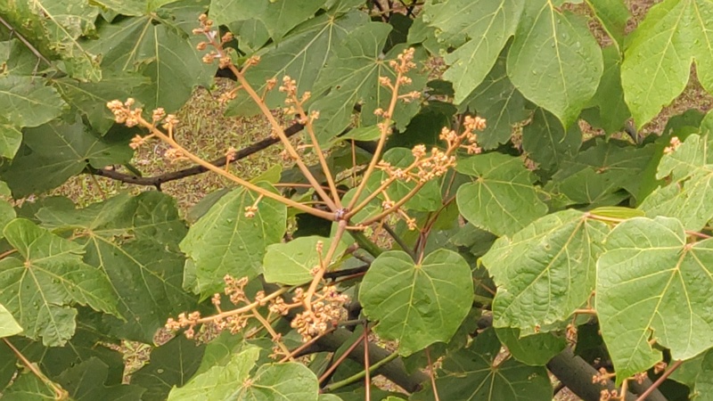 アオギリの蕾 東京都大田区平和島公園