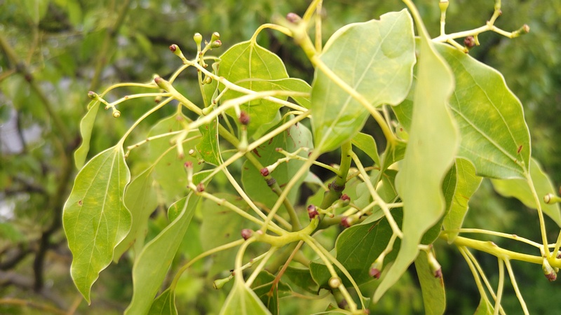 クスノキの若い果実 東京都大田区平和島公園