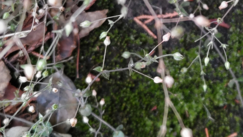 ノミノツヅリの果実 東京都大田区平和島
