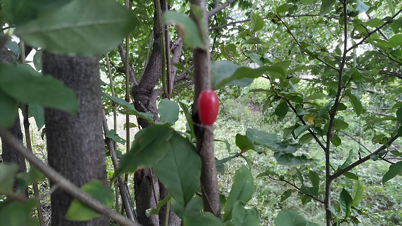 ナツグミの果実 横浜市旭区希望が丘ふれあいの森公園