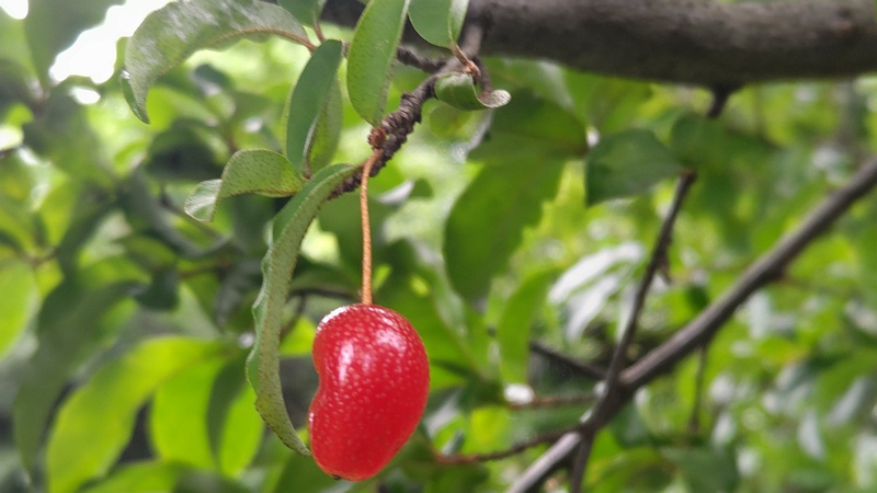 ナツグミの果実 横浜市旭区希望が丘ふれあいの森公園