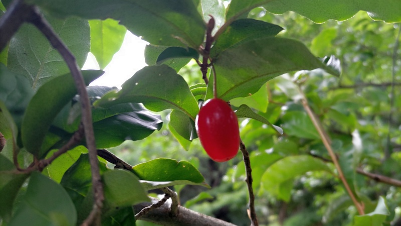 ナツグミの果実 横浜市旭区希望が丘ふれあいの森公園