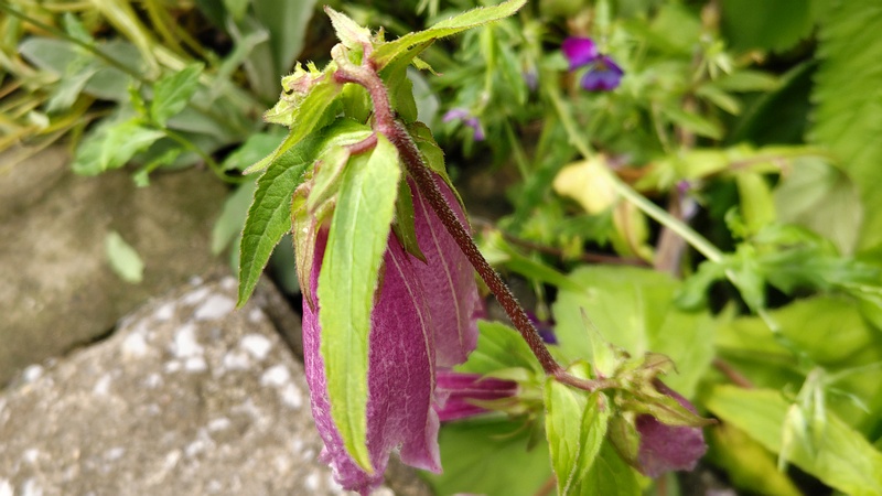 ホタルブクロの花 横浜市旭区希望が丘ふれあいの森公園