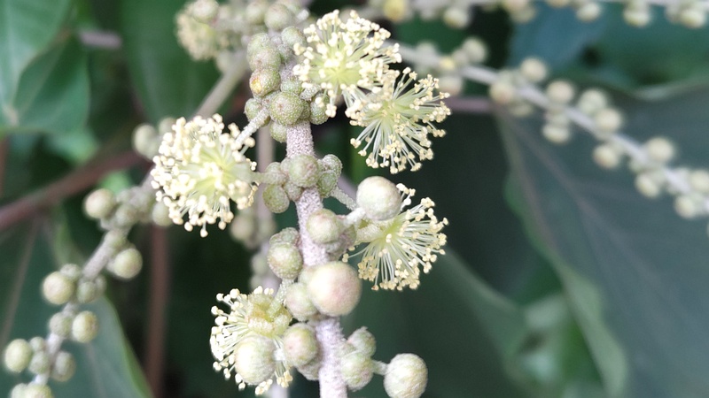 アカメガシワの雄花 横浜市旭区中希望が丘