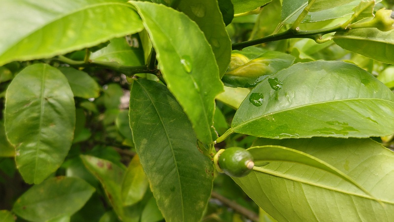 レモンの果実 横浜市旭区中希望が丘