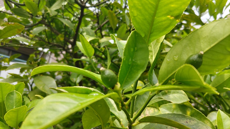 レモンの果実 横浜市旭区中希望が丘