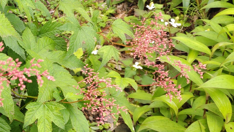 シモツケソウの花後 横浜市旭区希望が丘水の森公園