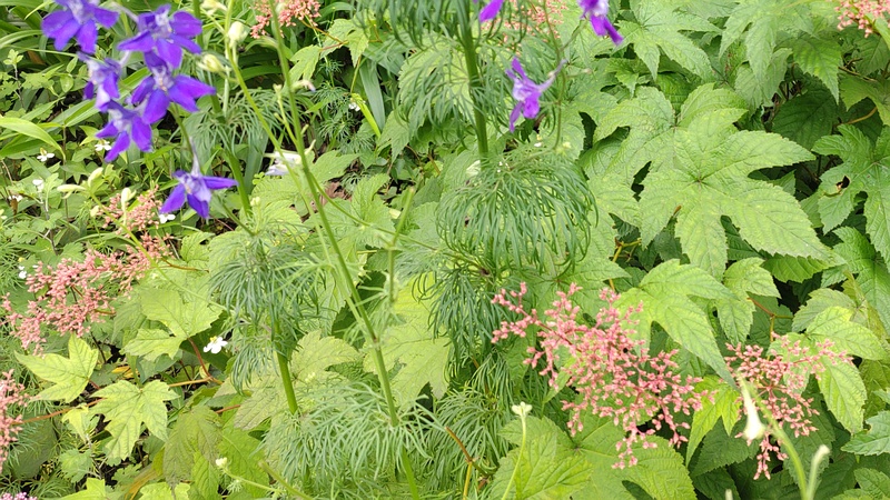 シモツケソウの花後とヒエンソウの花 横浜市旭区希望が丘水の森公園
