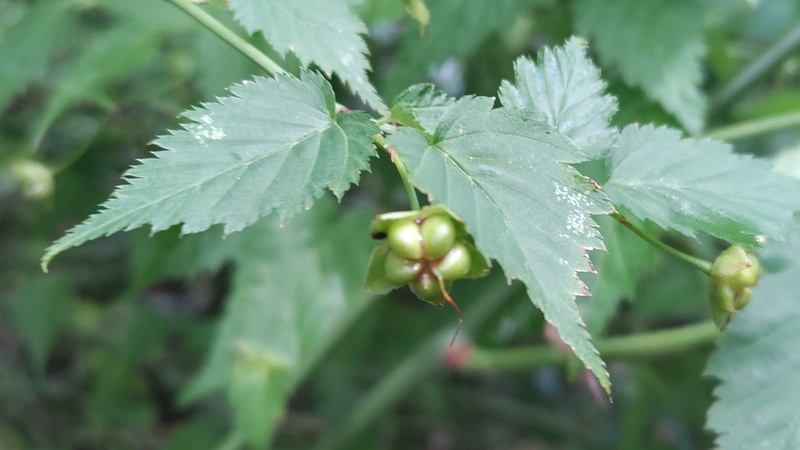 ヤマブキの果実 横浜市旭区希望が丘水の森公園