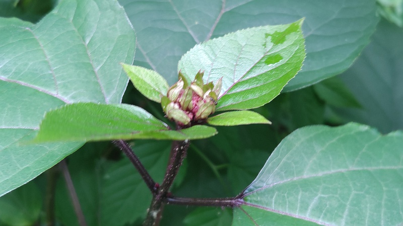 ボタンクサギの蕾 横浜市旭区希望が丘水の森公園