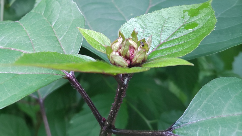 ボタンクサギの蕾 横浜市旭区希望が丘水の森公園