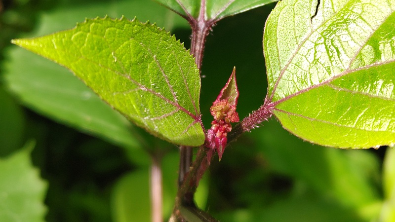 ボタンクサギの蕾 横浜市旭区希望が丘水の森公園